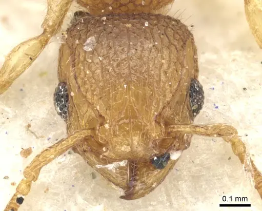 Tetramorium ericae specimen CASENT0901149 image casent0901149_2