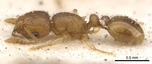 Tetramorium ericae specimen CASENT0901149 image casent0901149_3