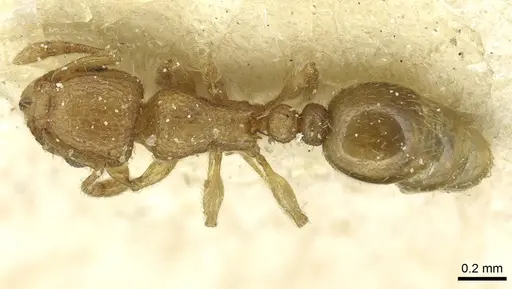 Tetramorium ericae specimen CASENT0915006 image casent0915006_1