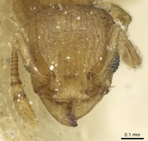Tetramorium ericae specimen CASENT0915006 image casent0915006_2