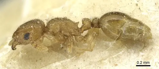 Tetramorium ericae specimen CASENT0915006 image casent0915006_3