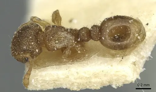 Tetramorium ericae specimen CASENT0915007 image casent0915007_1