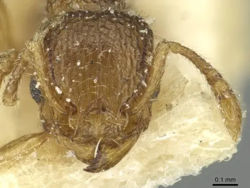 Tetramorium ericae specimen CASENT0915007 image casent0915007_2