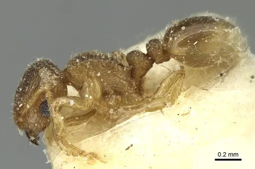 Tetramorium ericae specimen CASENT0915007 image casent0915007_3