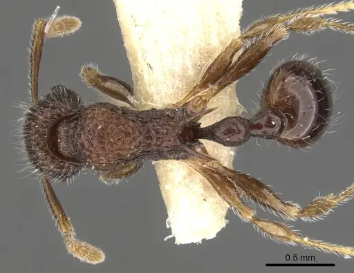 Tetramorium etiolatum specimen CASENT0901083 image casent0901083_1
