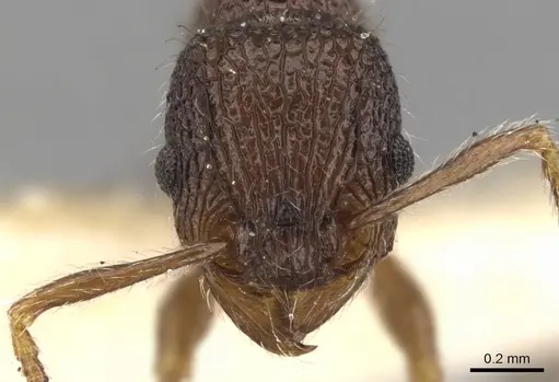 Tetramorium etiolatum specimen CASENT0901083 image casent0901083_2