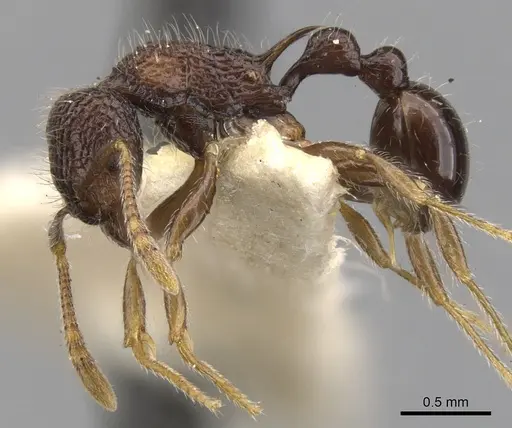 Tetramorium etiolatum specimen CASENT0901083 image casent0901083_3