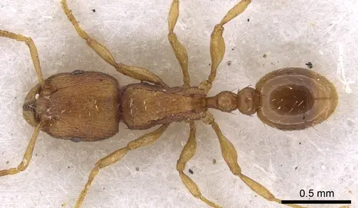 Tetramorium exasperatum specimen CASENT0901053 image casent0901053_1