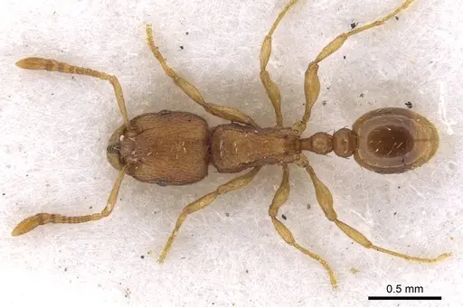 Tetramorium exasperatum specimen CASENT0901053 image casent0901053_2