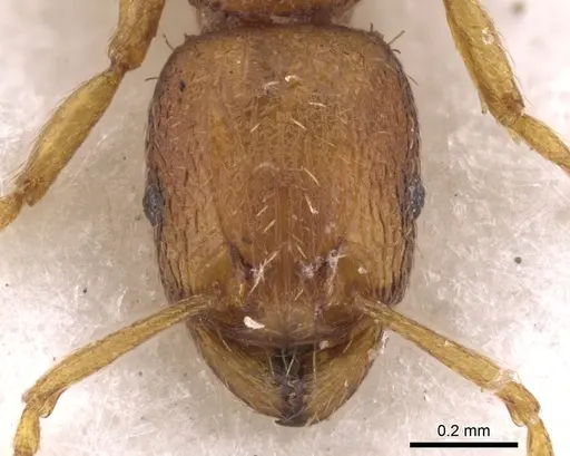 Tetramorium exasperatum specimen CASENT0901053 image casent0901053_3