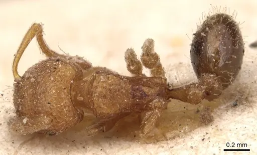 Tetramorium exasperatum specimen CASENT0904829 image casent0904829_1