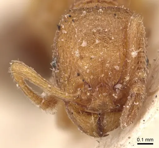 Tetramorium exasperatum specimen CASENT0904829 image casent0904829_2