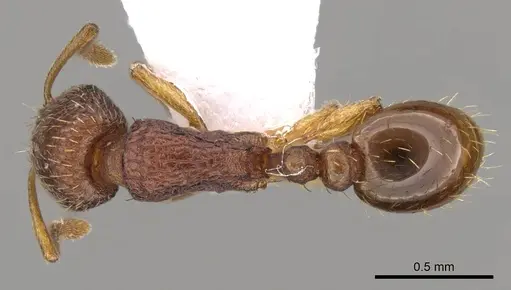 Tetramorium exasperatum specimen CASENT0914415 image casent0914415_1
