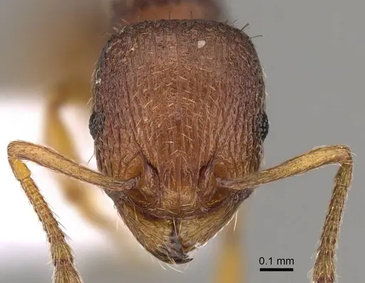 Tetramorium exasperatum specimen CASENT0914415 image casent0914415_2