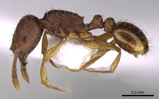 Tetramorium exasperatum specimen CASENT0914415 image casent0914415_3