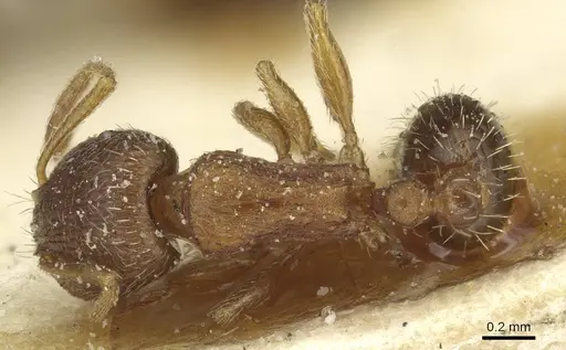 Tetramorium exasperatum specimen CASENT0915008 image casent0915008_1