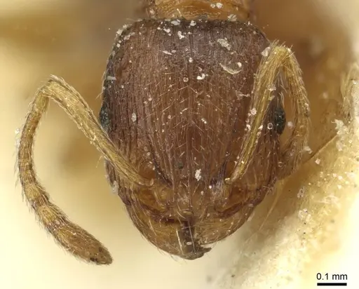 Tetramorium exasperatum specimen CASENT0915008 image casent0915008_2