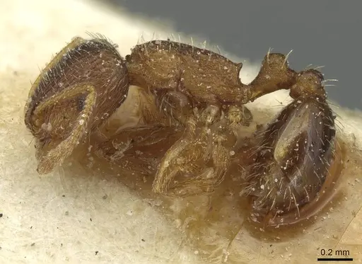 Tetramorium exasperatum specimen CASENT0915008 image casent0915008_3