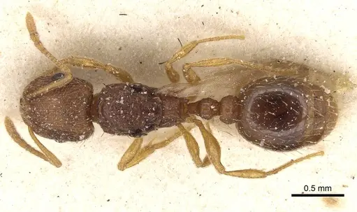 Tetramorium exasperatum specimen CASENT0915096 image casent0915096_1