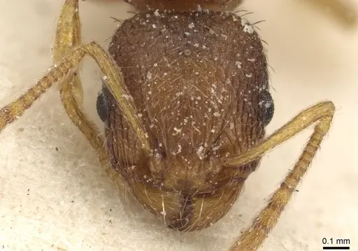 Tetramorium exasperatum specimen CASENT0915096 image casent0915096_2
