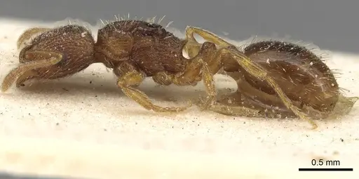 Tetramorium exasperatum specimen CASENT0915096 image casent0915096_3