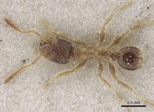 Tetramorium exile specimen CASENT0916595 image casent0916595_1
