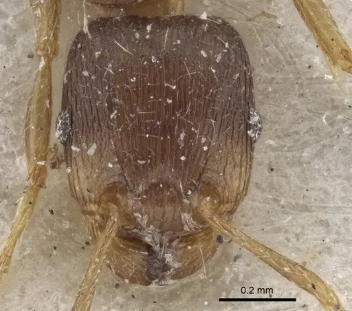 Tetramorium exile specimen CASENT0916595 image casent0916595_2