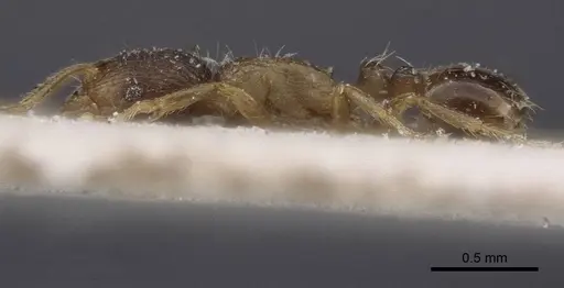 Tetramorium exile specimen CASENT0916595 image casent0916595_3