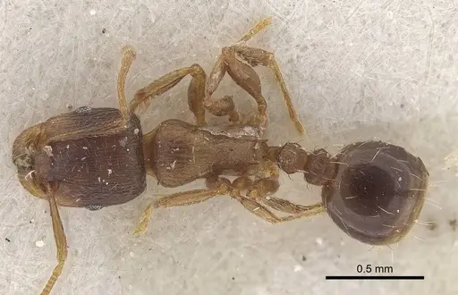 Tetramorium exile specimen CASENT0919633 image casent0919633_1