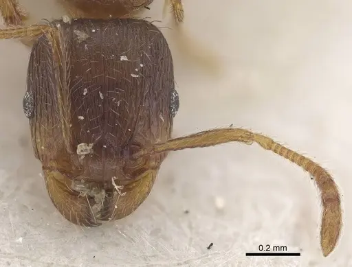 Tetramorium exile specimen CASENT0919633 image casent0919633_2