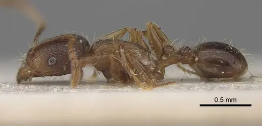 Tetramorium exile specimen CASENT0919633 image casent0919633_3