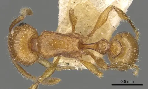 Tetramorium fergusoni specimen CASENT0901104 image casent0901104_1