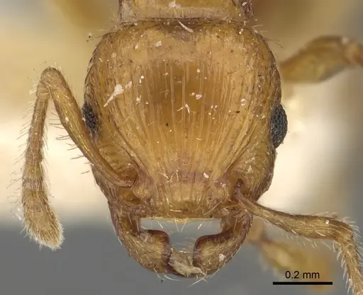 Tetramorium fergusoni specimen CASENT0901104 image casent0901104_2