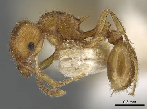 Tetramorium fergusoni specimen CASENT0901104 image casent0901104_3