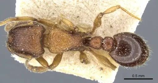 Tetramorium fergusoni specimen CASENT0904847 image casent0904847_1
