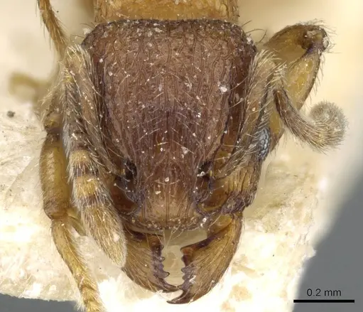 Tetramorium fergusoni specimen CASENT0904847 image casent0904847_2