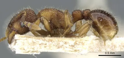 Tetramorium fergusoni specimen CASENT0904847 image casent0904847_3