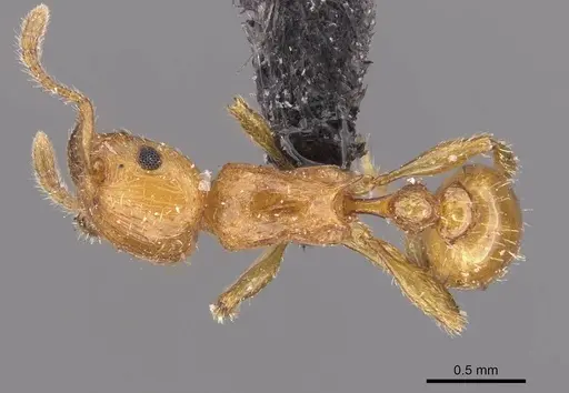 Tetramorium fergusoni specimen CASENT0909167 image casent0909167_1