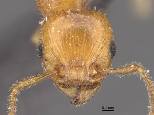 Tetramorium fergusoni specimen CASENT0909167 image casent0909167_2