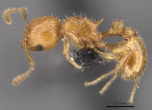 Tetramorium fergusoni specimen CASENT0909167 image casent0909167_3