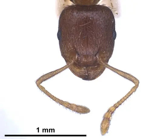 Tetramorium ferox specimen ANTWEB1041380 image antweb1041380_1