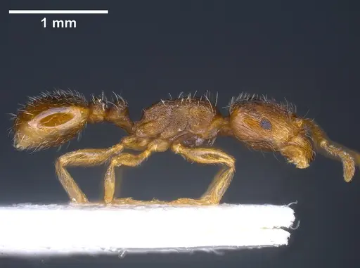 Tetramorium ferox specimen ANTWEB1041380 image antweb1041380_2