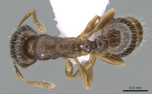 Tetramorium ferox specimen CASENT0281567 image casent0281567_1