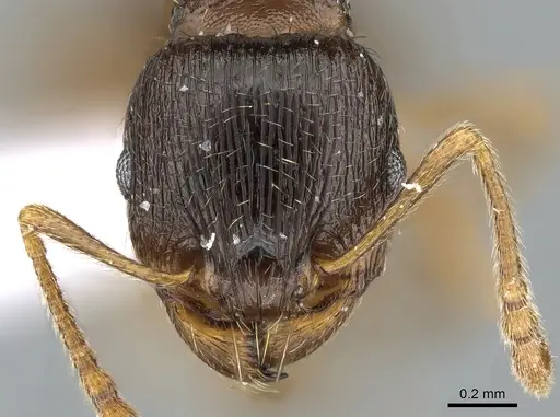 Tetramorium ferox specimen CASENT0281567 image casent0281567_2