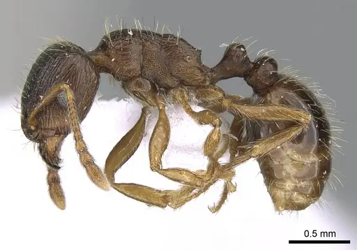 Tetramorium ferox specimen CASENT0281567 image casent0281567_3
