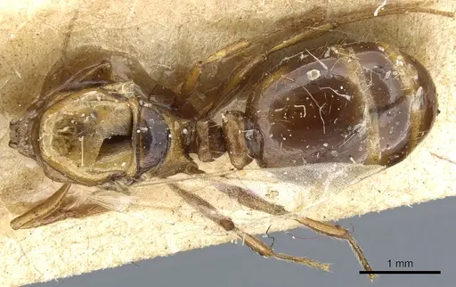 Tetramorium ferox specimen CASENT0904804 image casent0904804_1