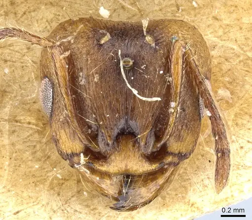 Tetramorium ferox specimen CASENT0904804 image casent0904804_2