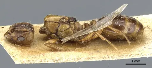 Tetramorium ferox specimen CASENT0904804 image casent0904804_3