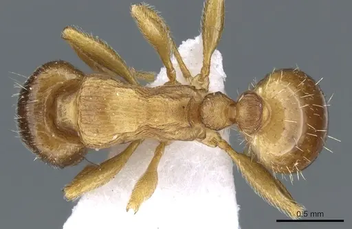 Tetramorium ferox specimen CASENT0904806 image casent0904806_1