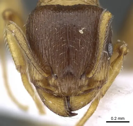 Tetramorium ferox specimen CASENT0904806 image casent0904806_2